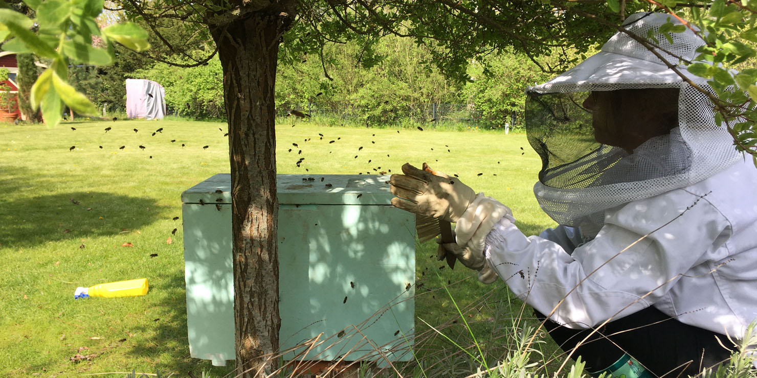 Bienen im Garten