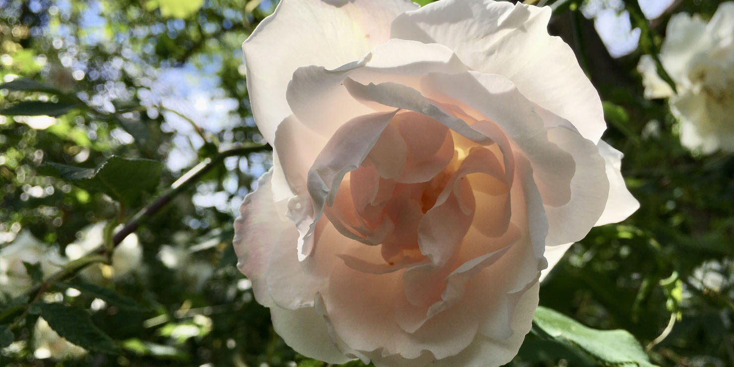 Rose im Garten